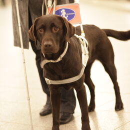 Ein Führhund im Führgeschirr. Im Hintergrund eine Person mit Langstock, die den Führbügel hält.