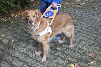 Ein Blindenführhund im Führgeschirr. Eine Hand hält den Führbügel.