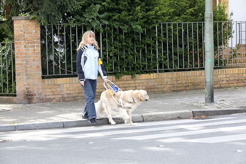 Eine Frau betritt mit ihrem Führhund vom Gehweg aus die Straße quer zur Fahrtrichtung. Der Führhund geht voran und schaut nach links.